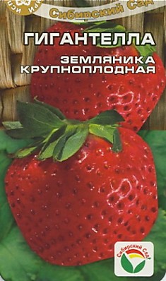 Земляника (клубника) Гигантелла (Сиб сад)