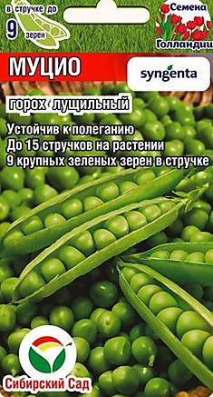 Горох Муцио Голандия