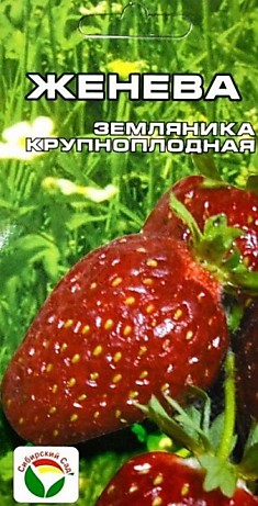 Земляника (клубника) Женева (Сиб сад)