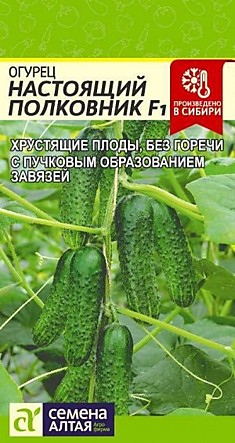 Огурец Настоящий полковник F1