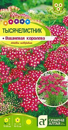 Тысячелистник Вишневая Королева